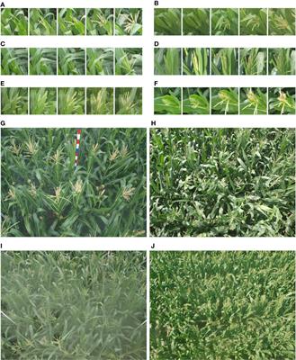 TasselLFANet: a novel lightweight multi-branch feature aggregation neural network for high-throughput image-based maize tassels detection and counting